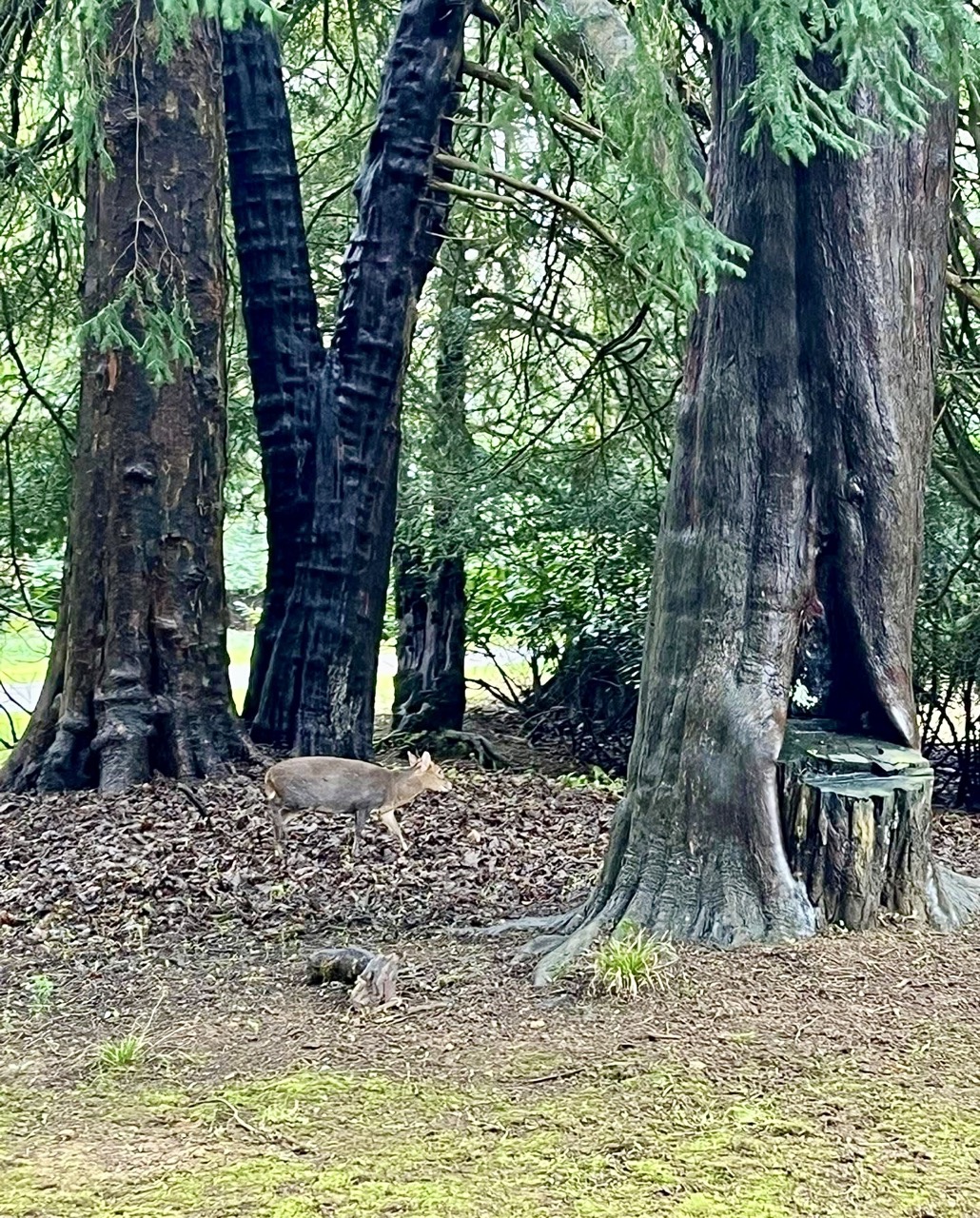 Standard-Room-Heythrop