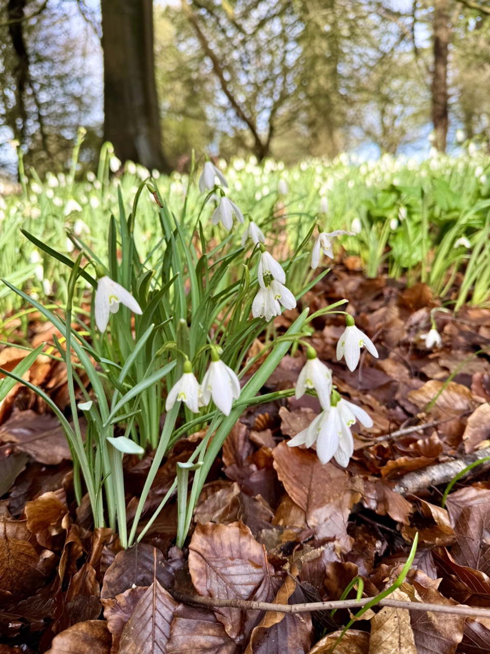 Snowdrops-Heythrop